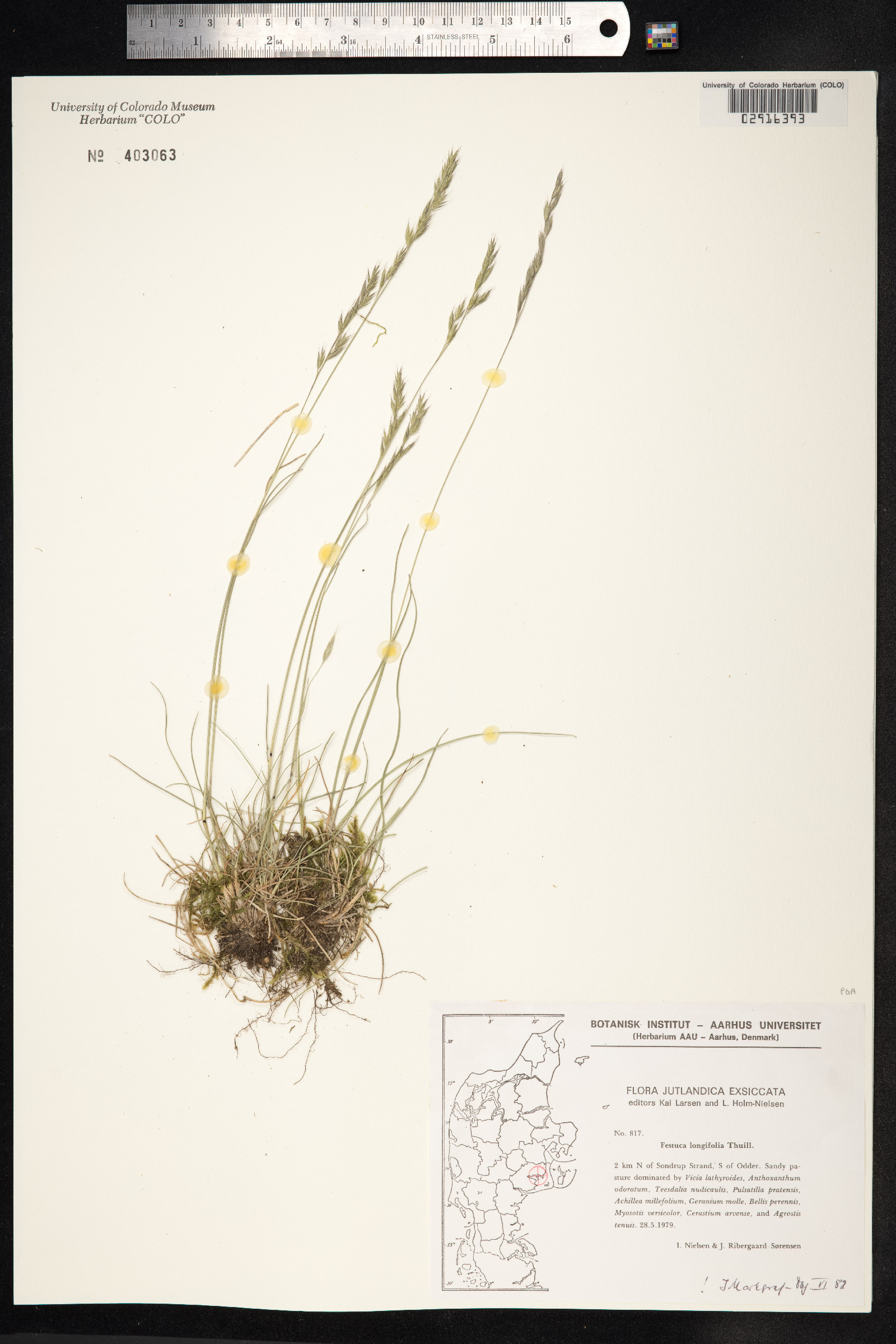 Festuca trachyphylla image