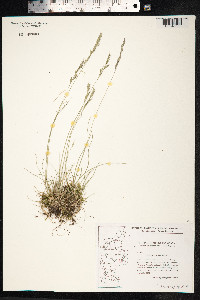 Festuca trachyphylla image