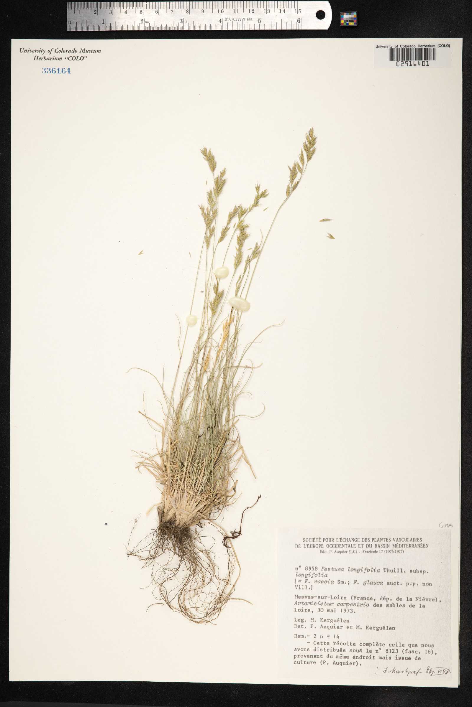 Festuca trachyphylla image