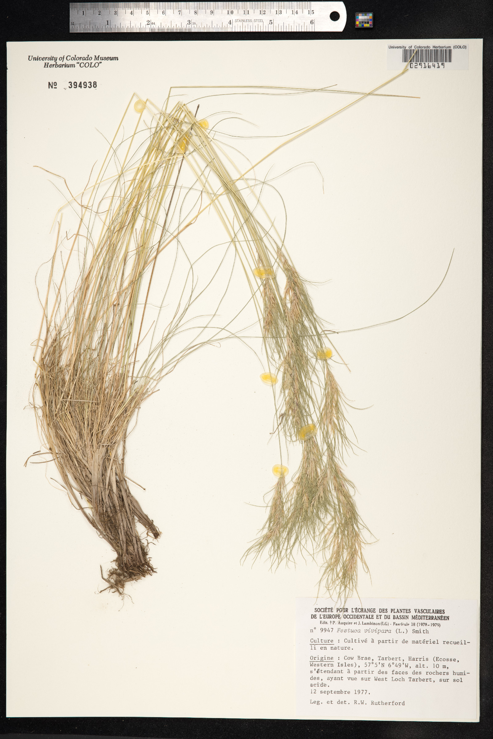 Festuca vivipara image