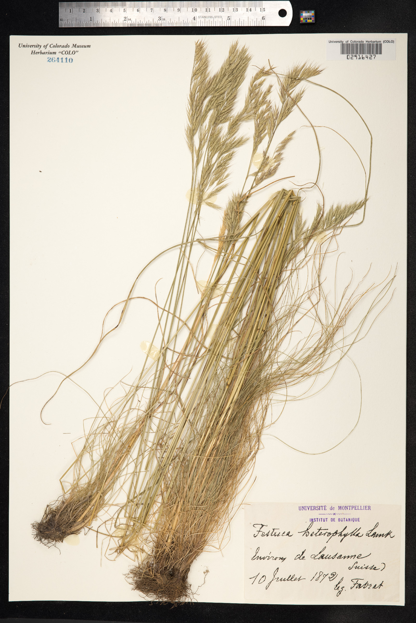 Festuca heterophylla image