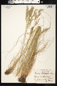 Festuca heterophylla image