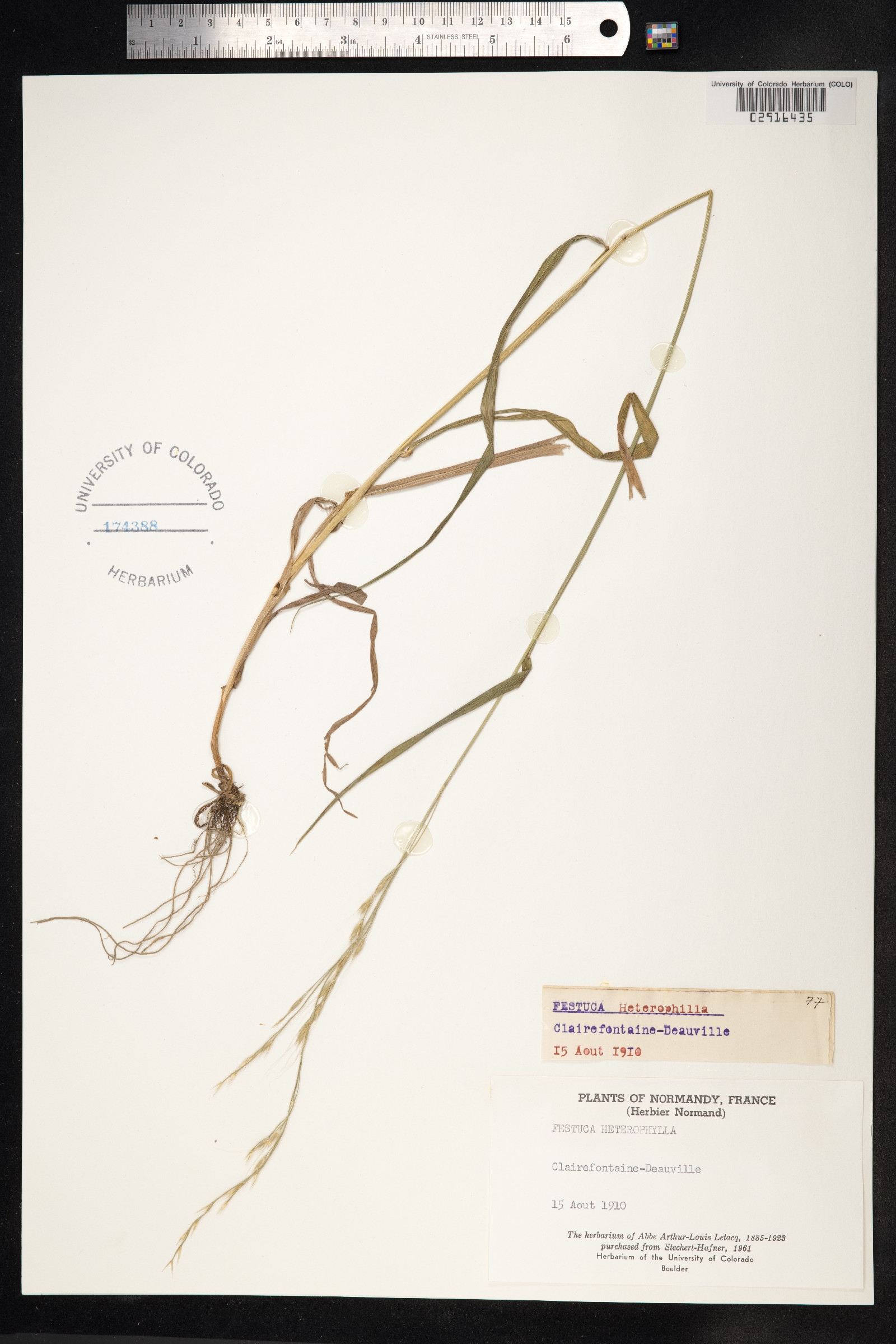 Festuca heterophylla image