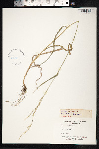 Festuca heterophylla image