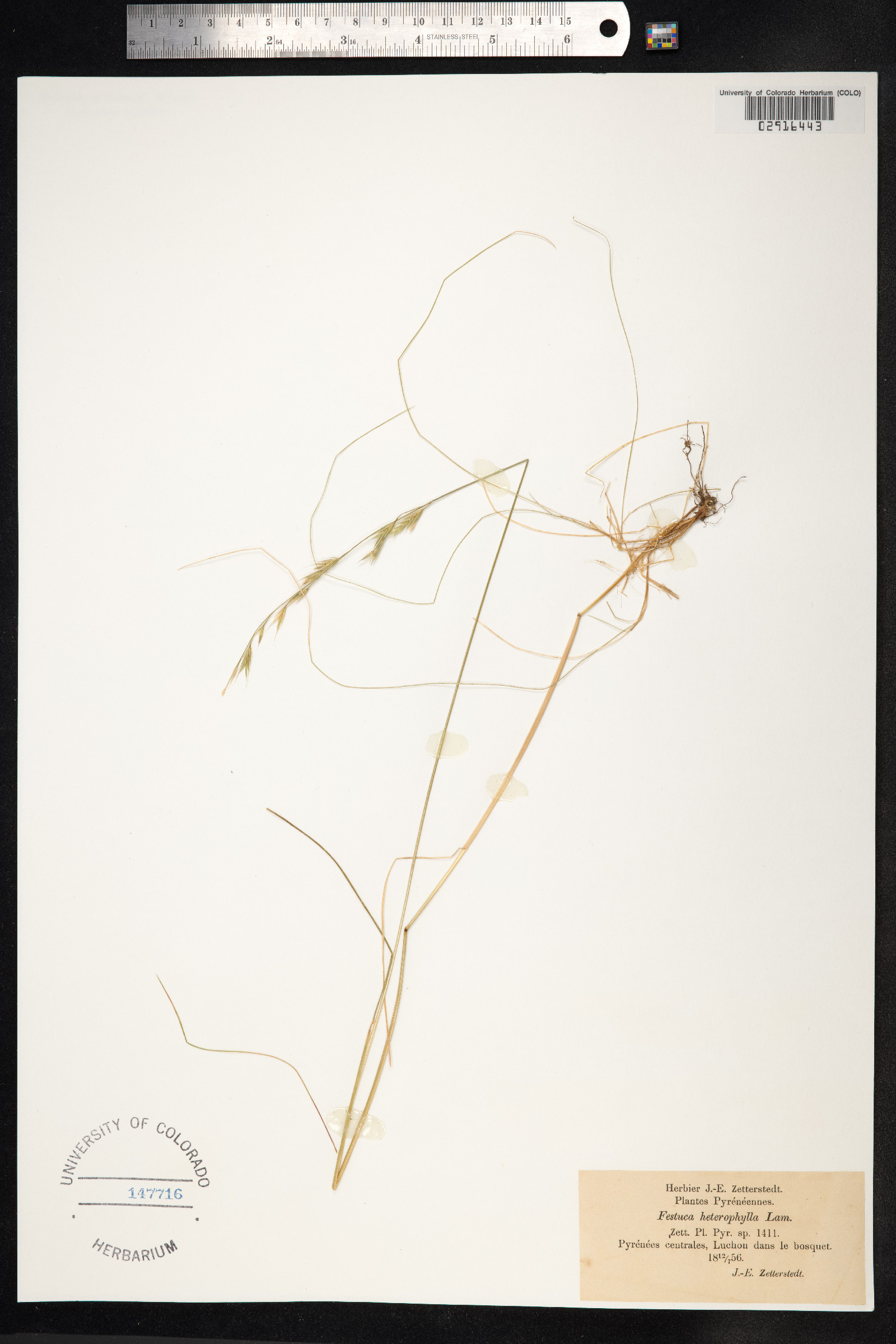 Festuca heterophylla image