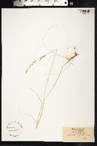 Festuca heterophylla image