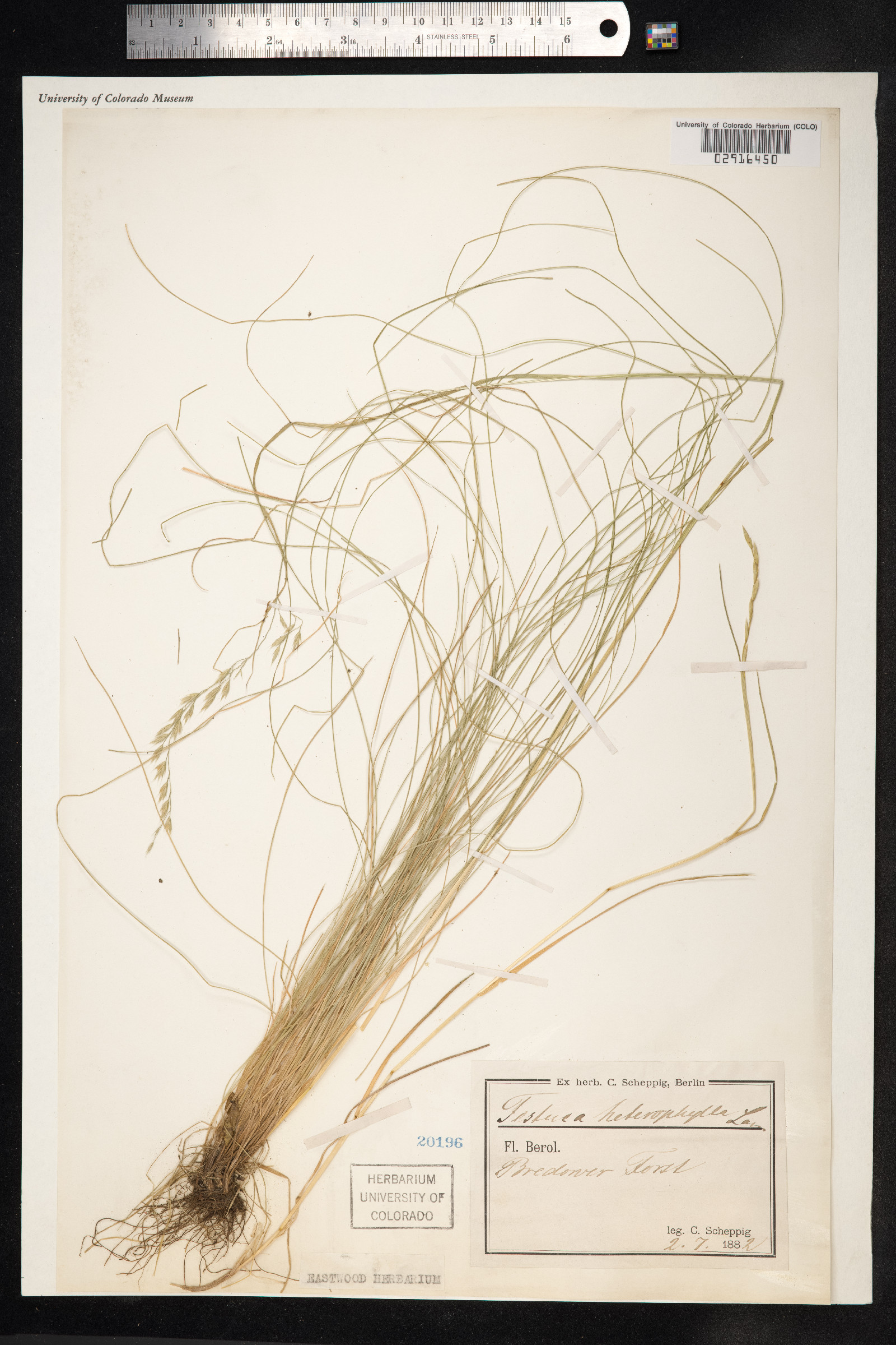 Festuca heterophylla image