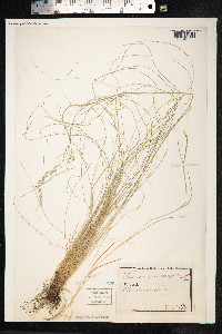 Festuca heterophylla image