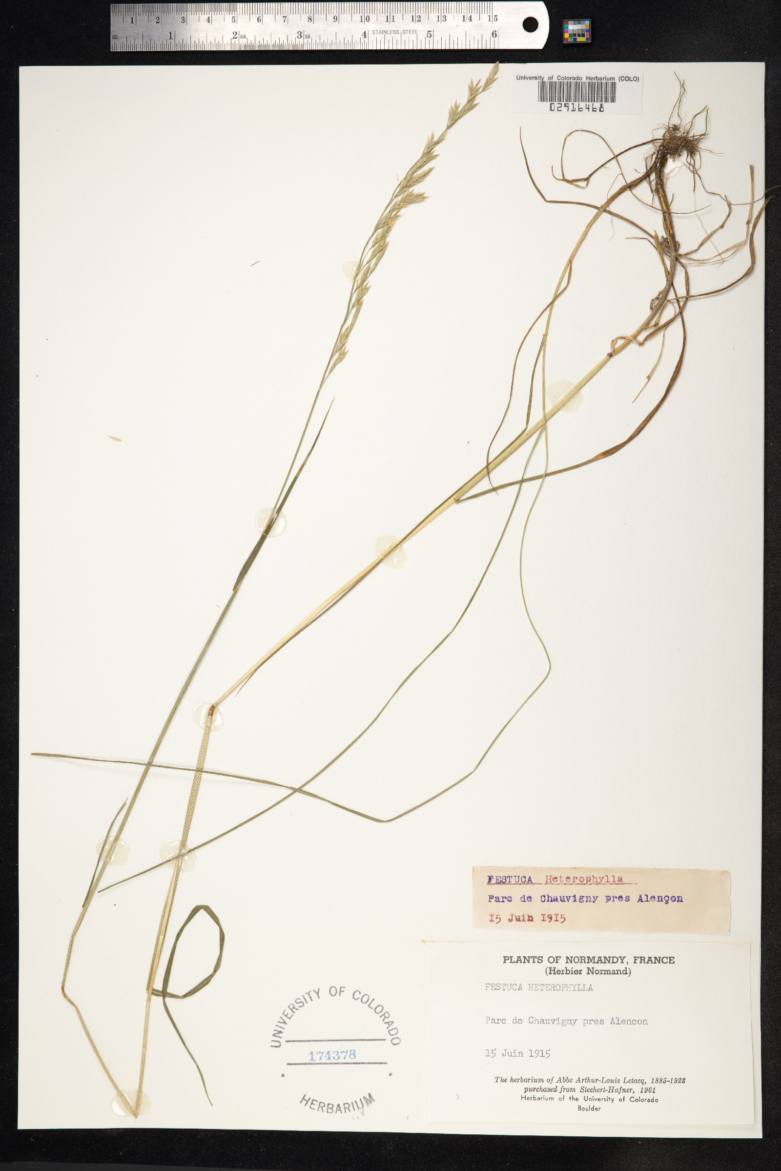 Festuca heterophylla image