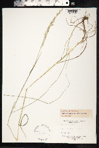 Festuca heterophylla image