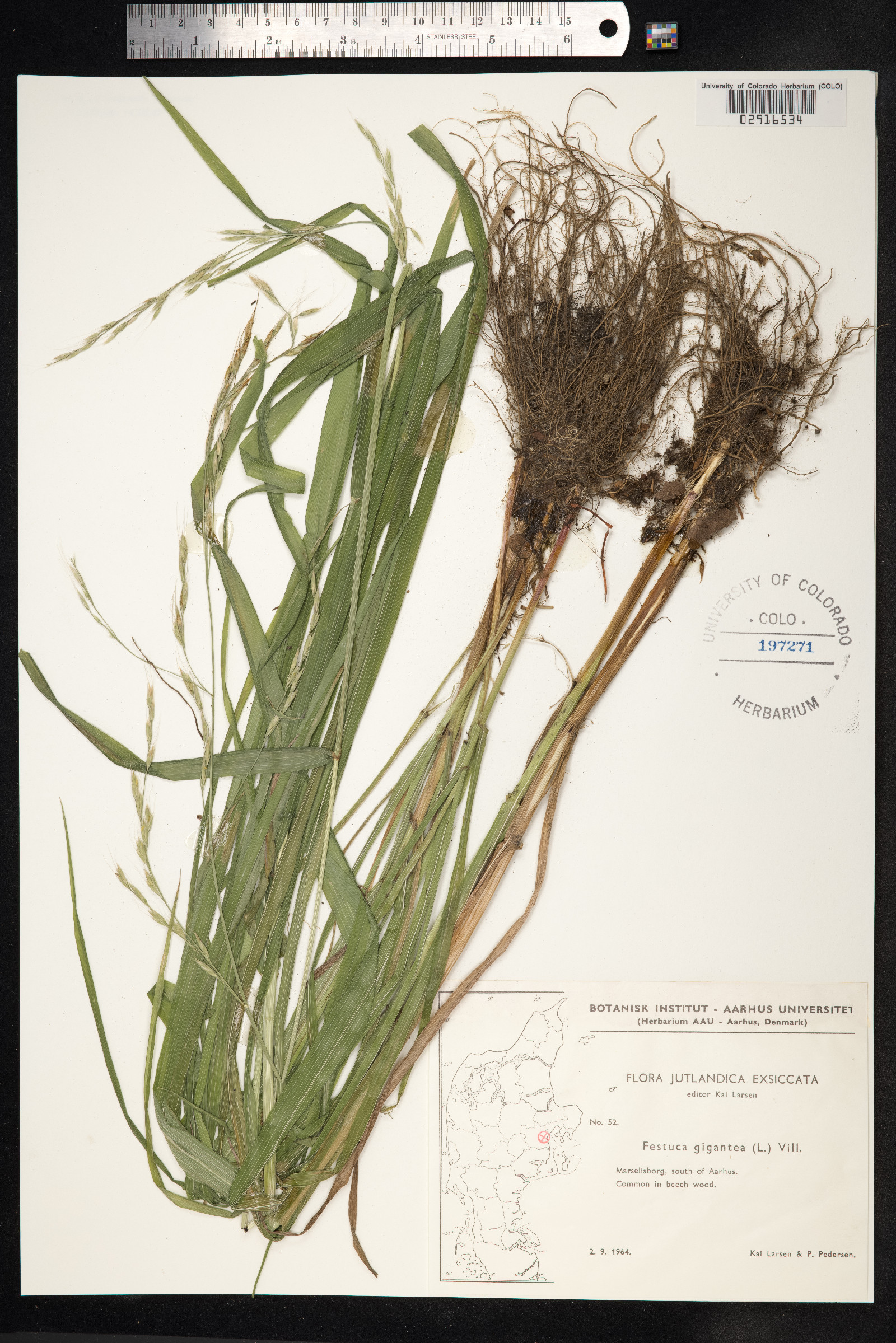 Schedonorus giganteus image