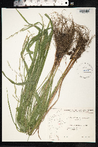 Schedonorus giganteus image
