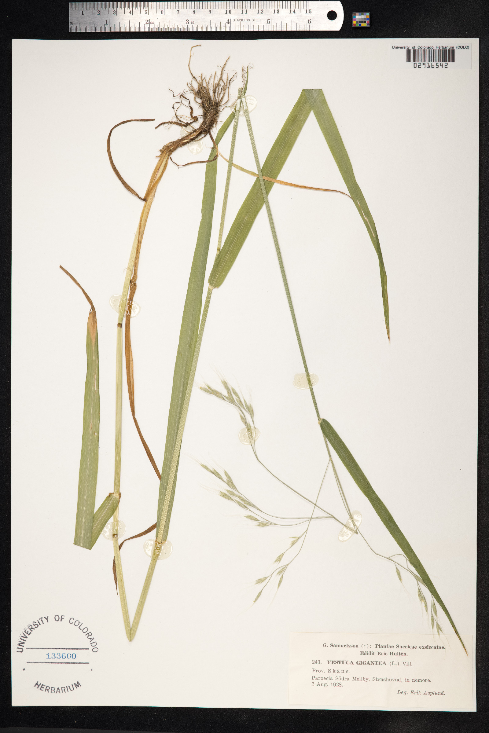 Schedonorus giganteus image