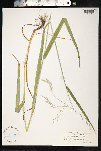 Schedonorus giganteus image