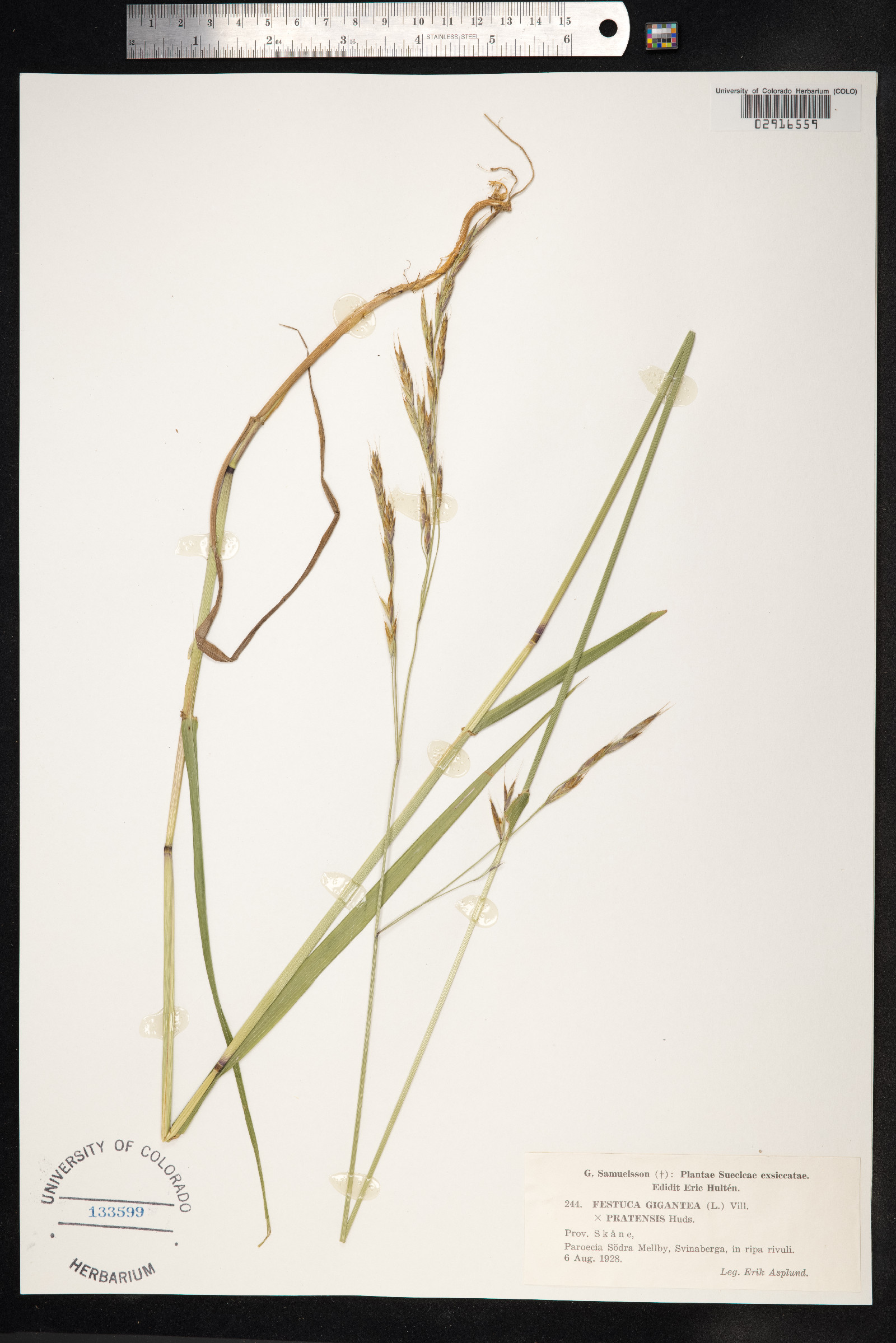 Schedonorus giganteus image