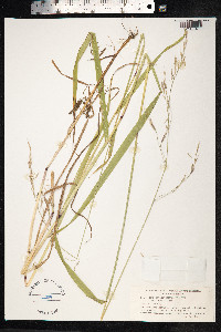 Schedonorus giganteus image