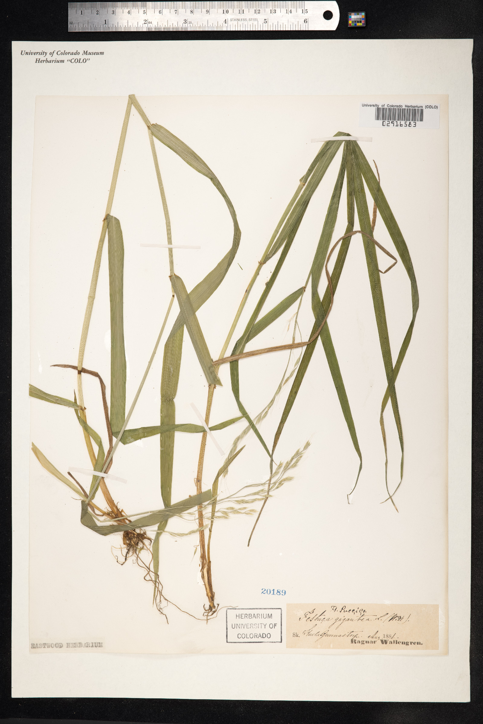 Schedonorus giganteus image