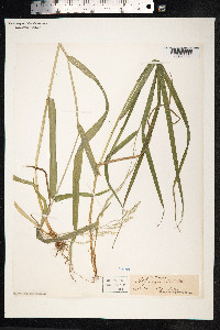 Schedonorus giganteus image