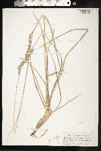 Schedonorus giganteus image
