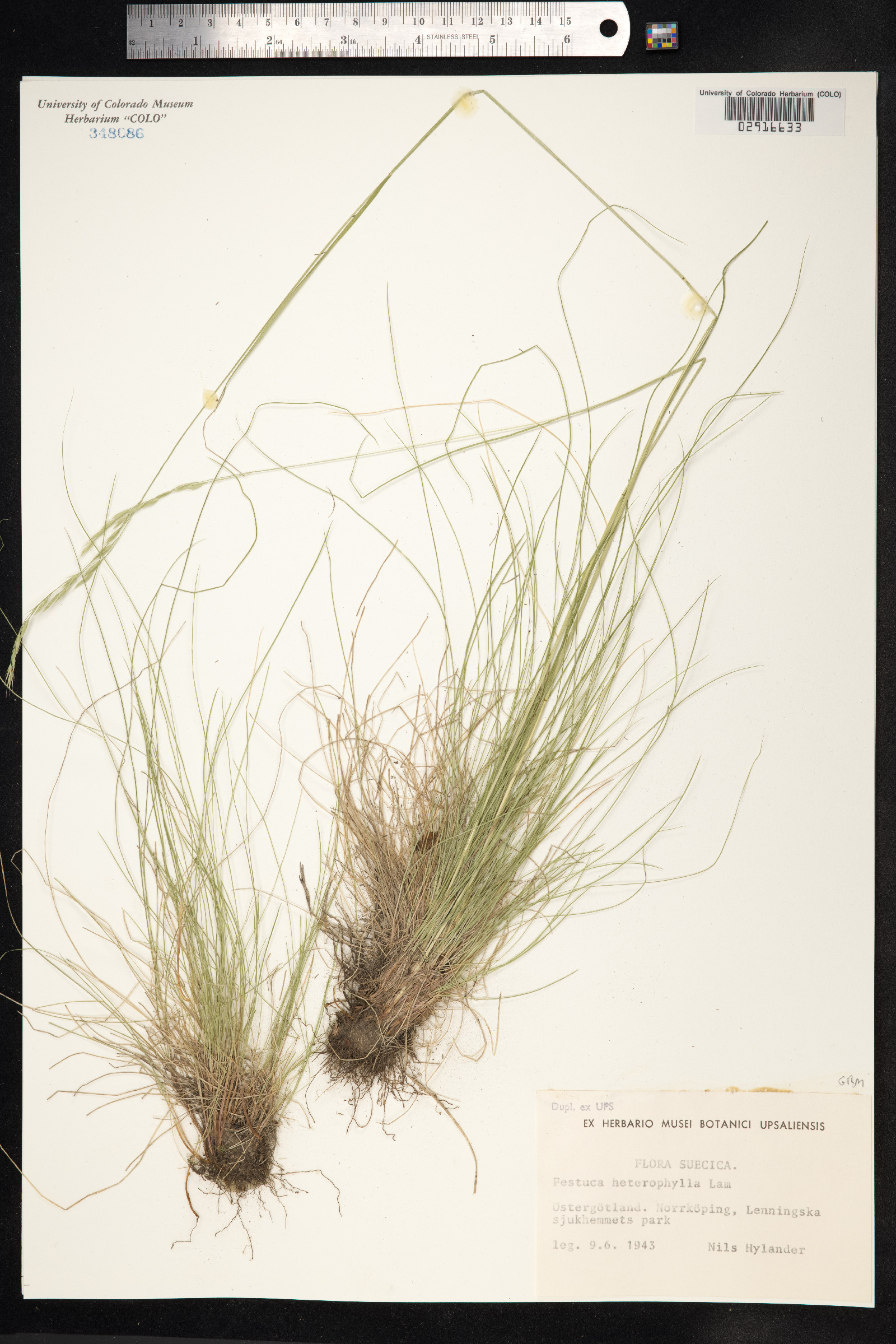 Festuca heterophylla image