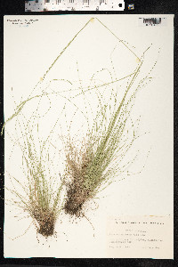 Festuca heterophylla image