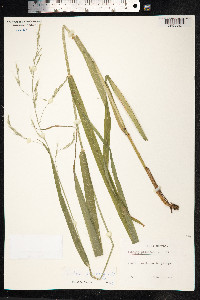 Schedonorus giganteus image