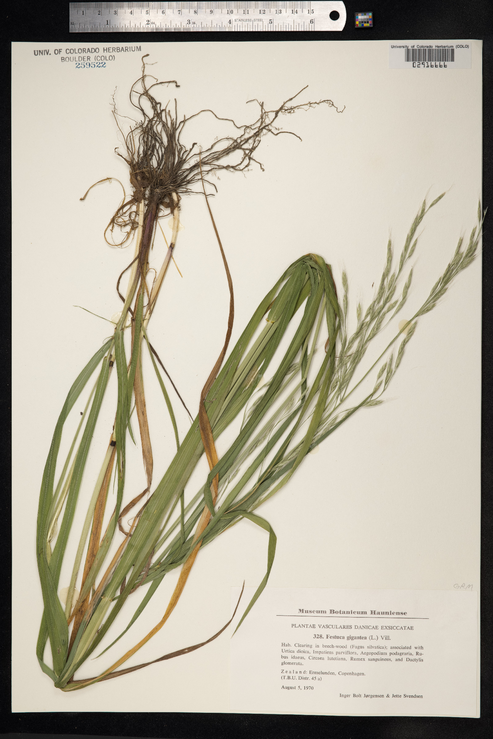 Schedonorus giganteus image