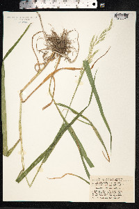 Schedonorus giganteus image