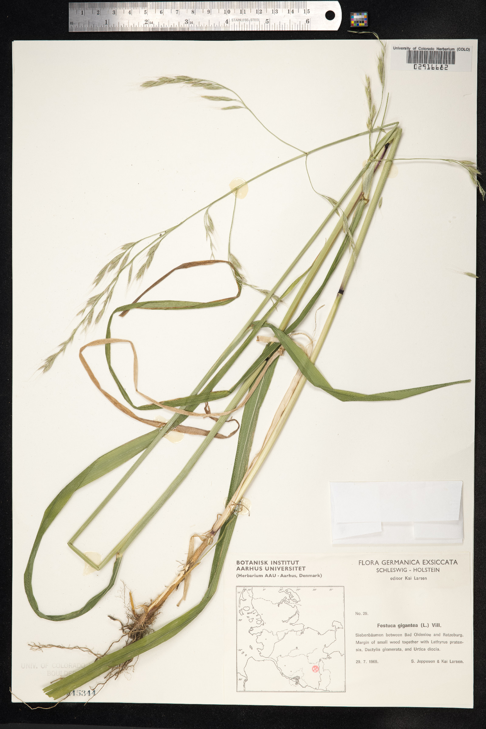 Schedonorus giganteus image