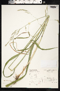 Schedonorus giganteus image