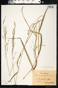 Schedonorus giganteus image