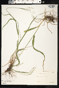 Schedonorus giganteus image