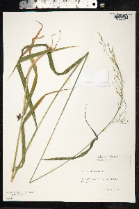 Schedonorus giganteus image