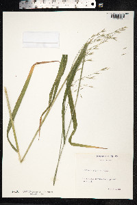 Schedonorus giganteus image