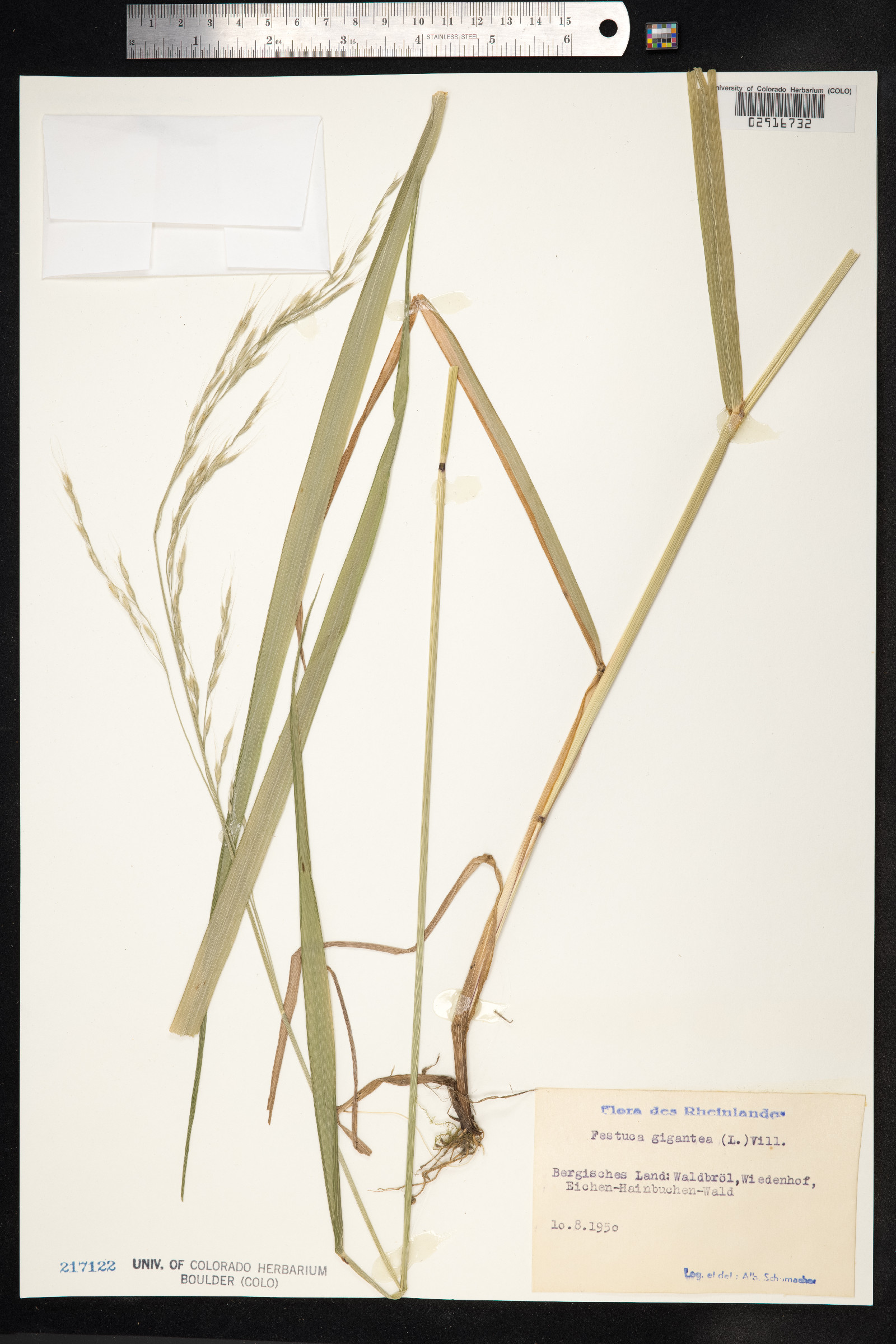 Schedonorus giganteus image