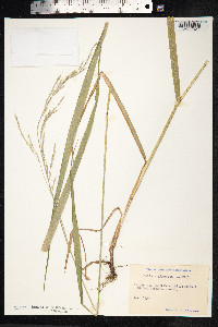 Schedonorus giganteus image