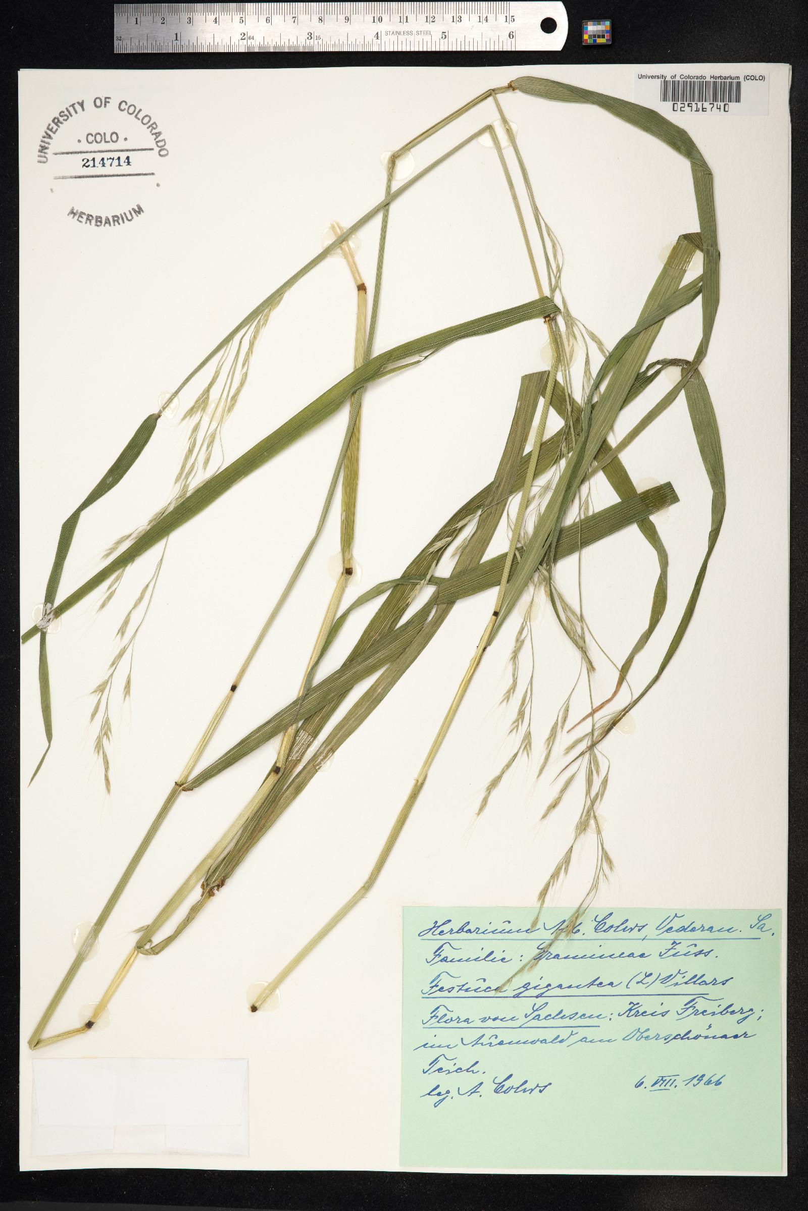 Schedonorus giganteus image