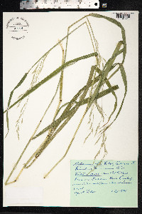 Schedonorus giganteus image