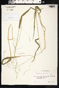 Image of Avena gigantea