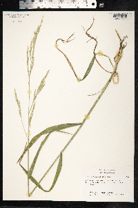 Schedonorus giganteus image