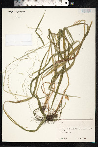 Schedonorus giganteus image
