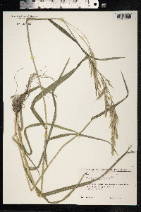 Schedonorus giganteus image