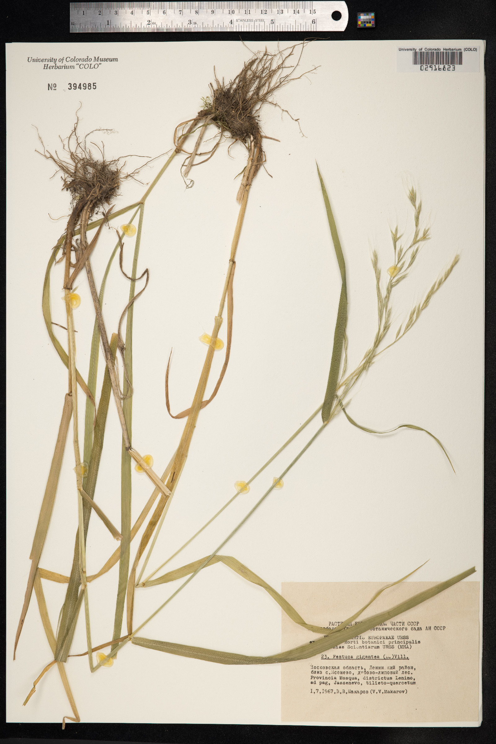 Schedonorus giganteus image