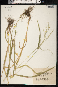 Schedonorus giganteus image