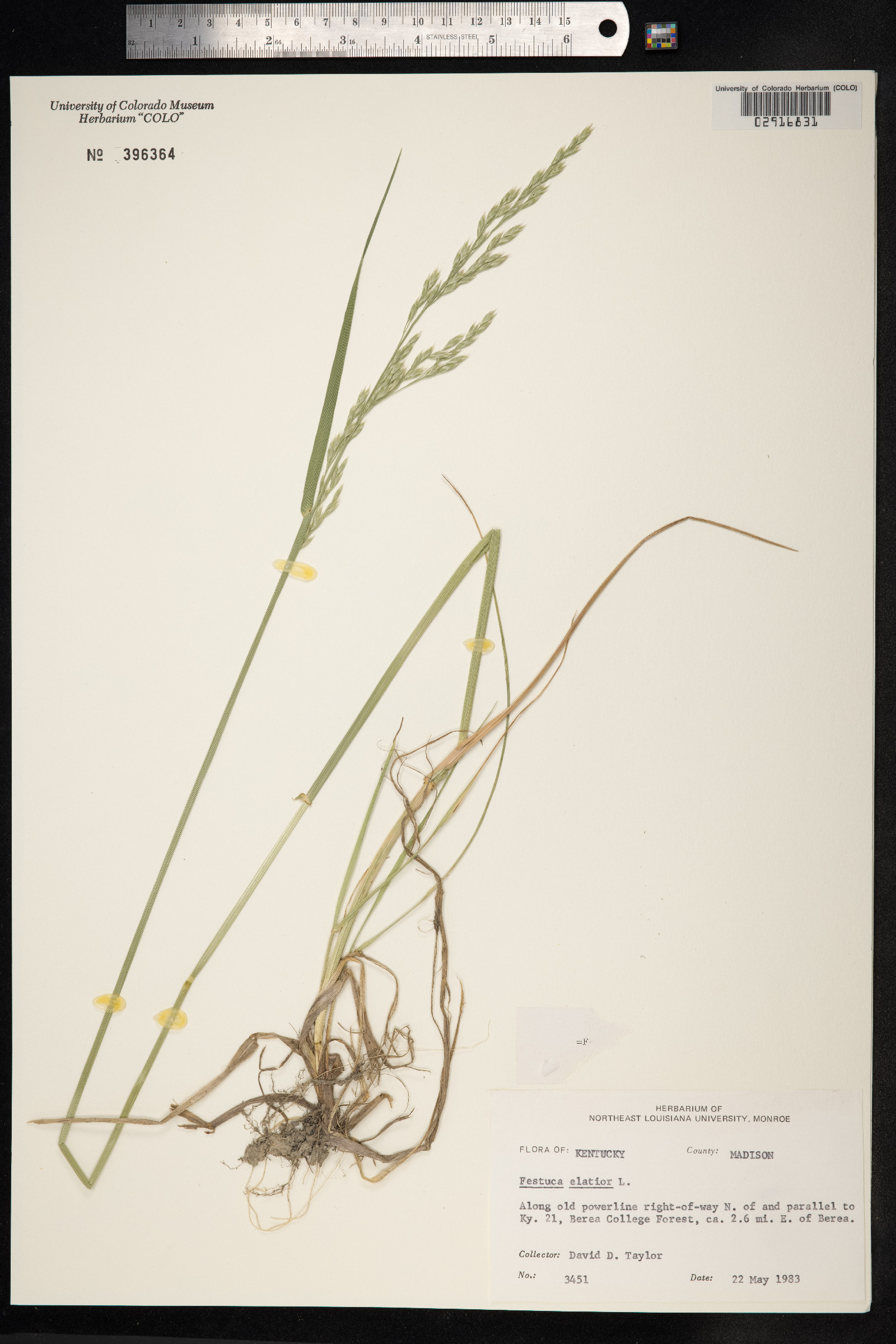 Schedonorus giganteus image