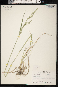 Schedonorus giganteus image
