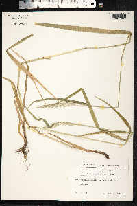 Schedonorus giganteus image