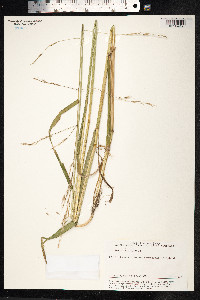 Schedonorus giganteus image