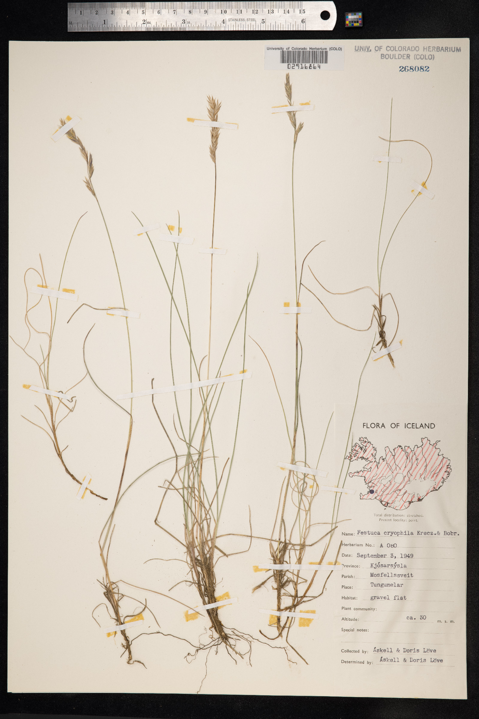Festuca rubra ssp. arctica image