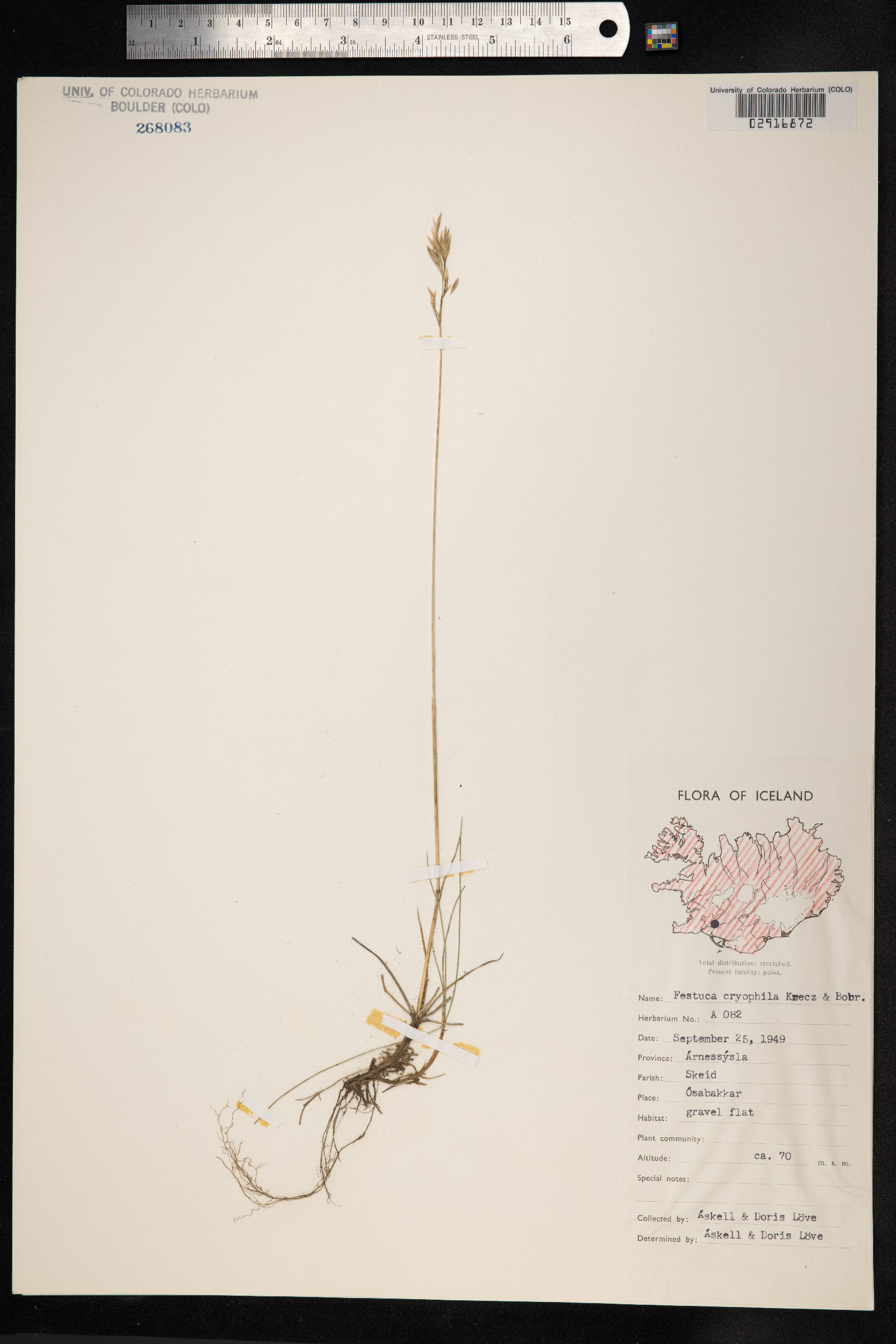Festuca rubra image